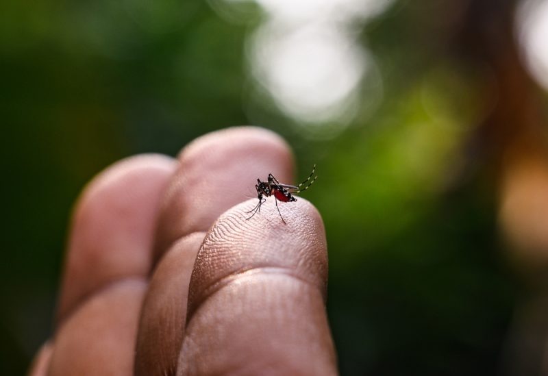 L'Agence européenne des médicaments valide le premier vaccin contre le Chikungunya