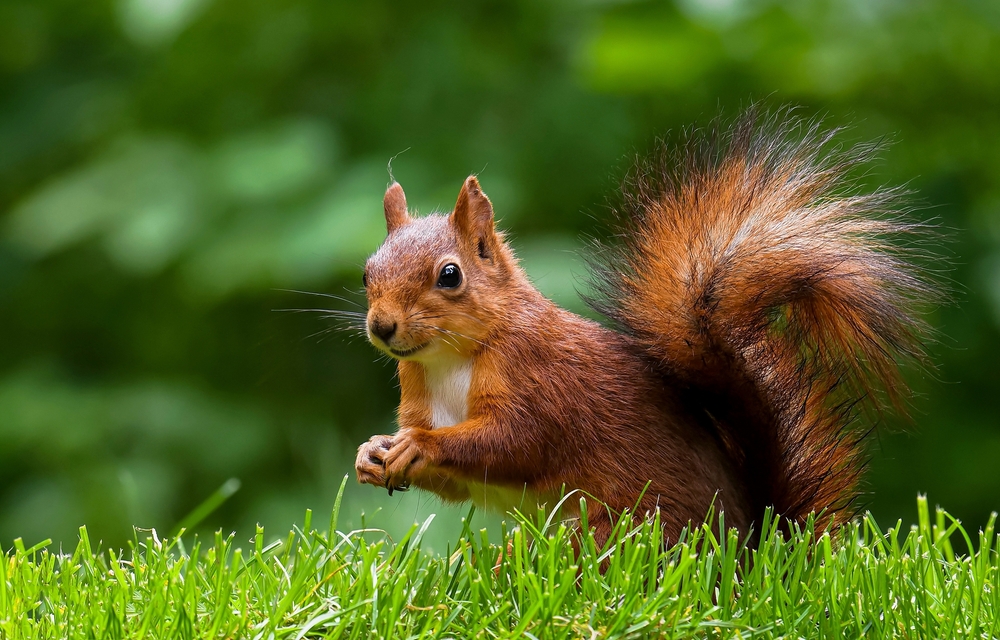 Squirrel,In,Summer,Park.,Squirrel,In,Summer