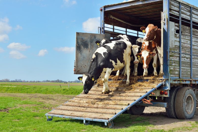 La Commission sous pression pour inclure le bien-être animal dans sa prochaine « vision » pour l’agriculture