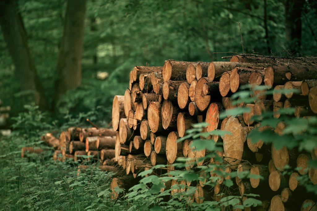 A,Pile,Of,Wooden,Logs,,Big,Trunks,Of,Tall,Trees