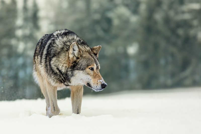 Après l’Autriche, la CJUE recadre l’Espagne sur la chasse au loup