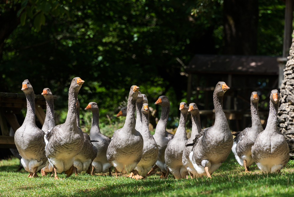 Grey,Foie,Gras,Geese,From,A,Low,Point,Of,View
