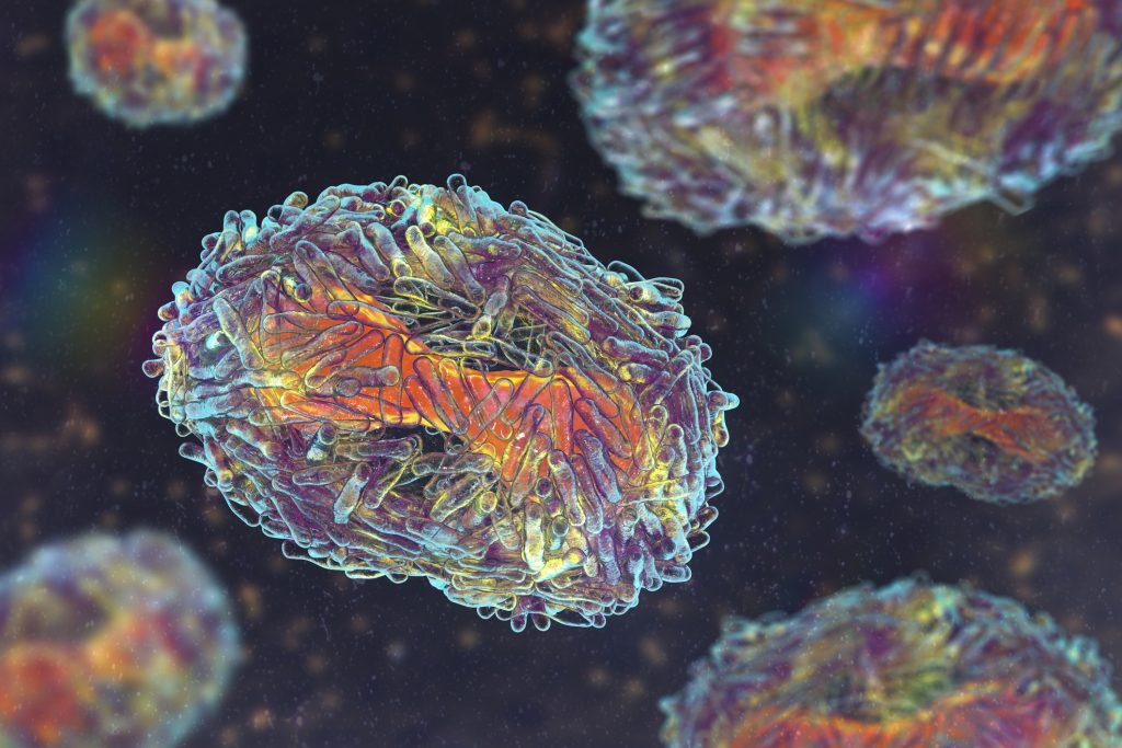 Monkeypox virus particles, illustration