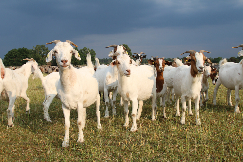 Les agriculteurs grecs et roumains en proie à une épidémie de peste des petits ruminants
