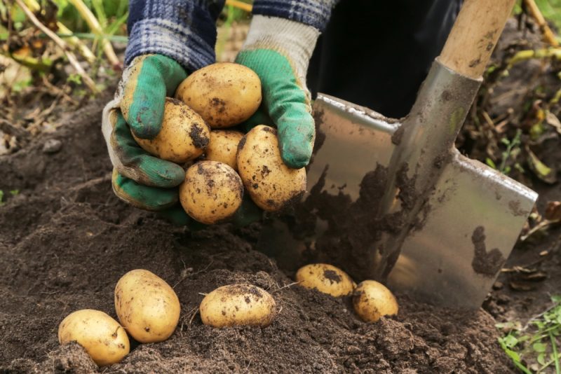 La production de pommes de terre dans l'UE a chuté de 37% depuis le début du millénaire