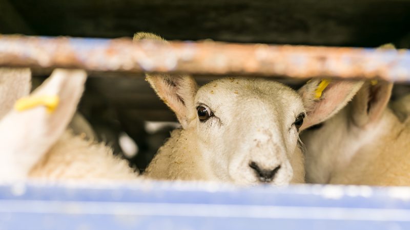 Inquiétude après la détection en France d’un nouveau type de fièvre catarrhale ovine