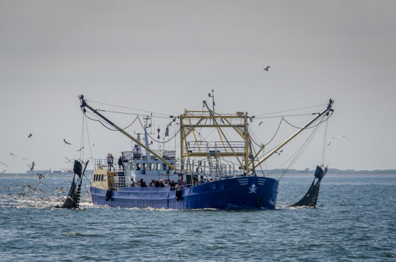 Pêche électrique : le gouvernement néerlandais veut revenir sur l’interdiction de l’UE
