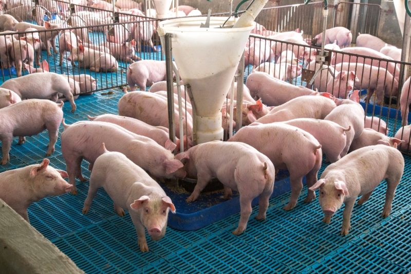 Peste porcine africaine : l’UE encore loin de développer un vaccin
