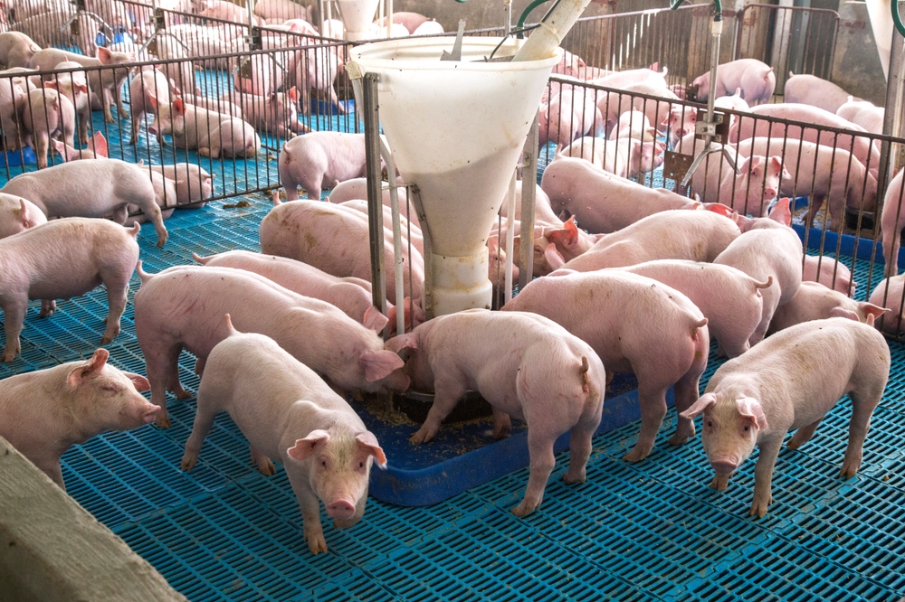 Peste porcine africaine : l’UE encore loin de développer un vaccin