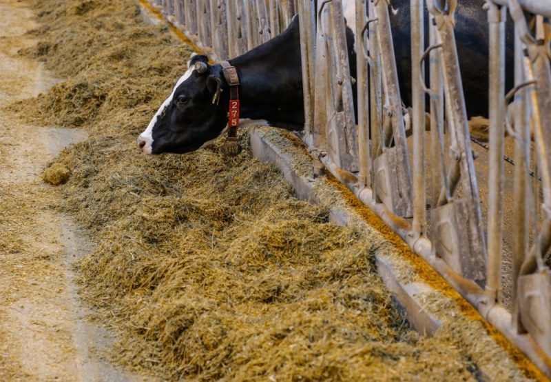 Brésil : les exportations de viande provenant de bovins femelles suspendues après un audit de l’UE