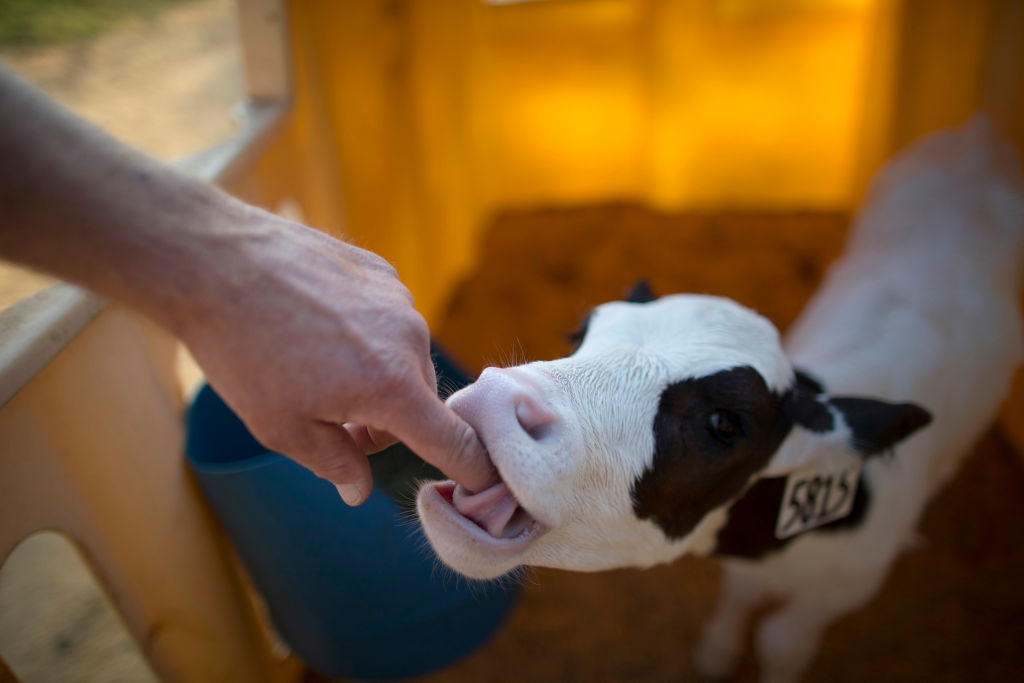 A newborn calf licks John Bucher&rsquo;s finger at the organic dairy farm at Bucher Vineyards in Healdsburg, Calif., on Tuesday, September 10, 2019. Sonoma County is trying to get 100% of the county&rsquo;s vineyards « certified sustainable. » Bucher Vineyard was one o