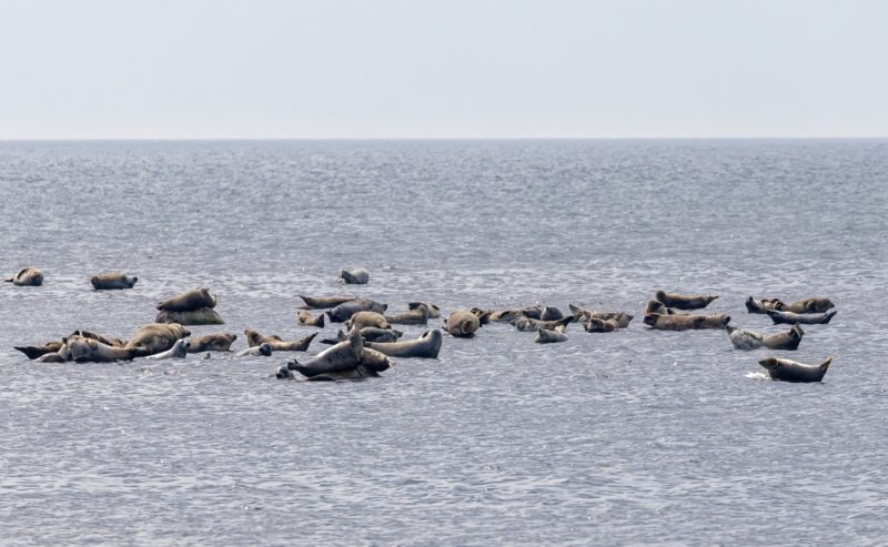 Les ministres de la Pêche de l’UE veulent faciliter la chasse aux cormorans et aux phoques