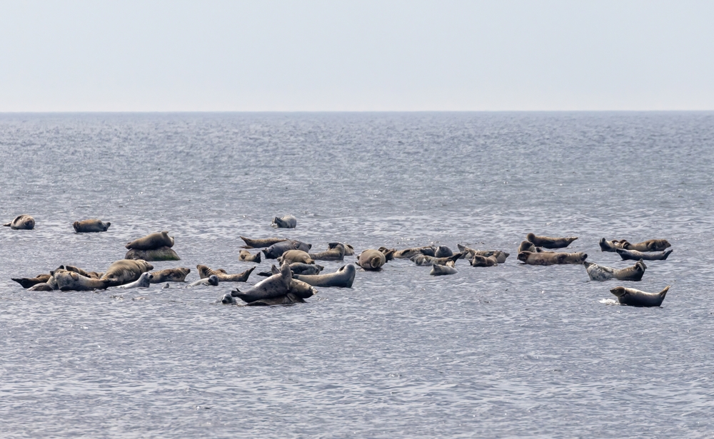 Grey,Seals,(halichoerus,Grypus),In,The,Baltic,Sea,,Off,Oland