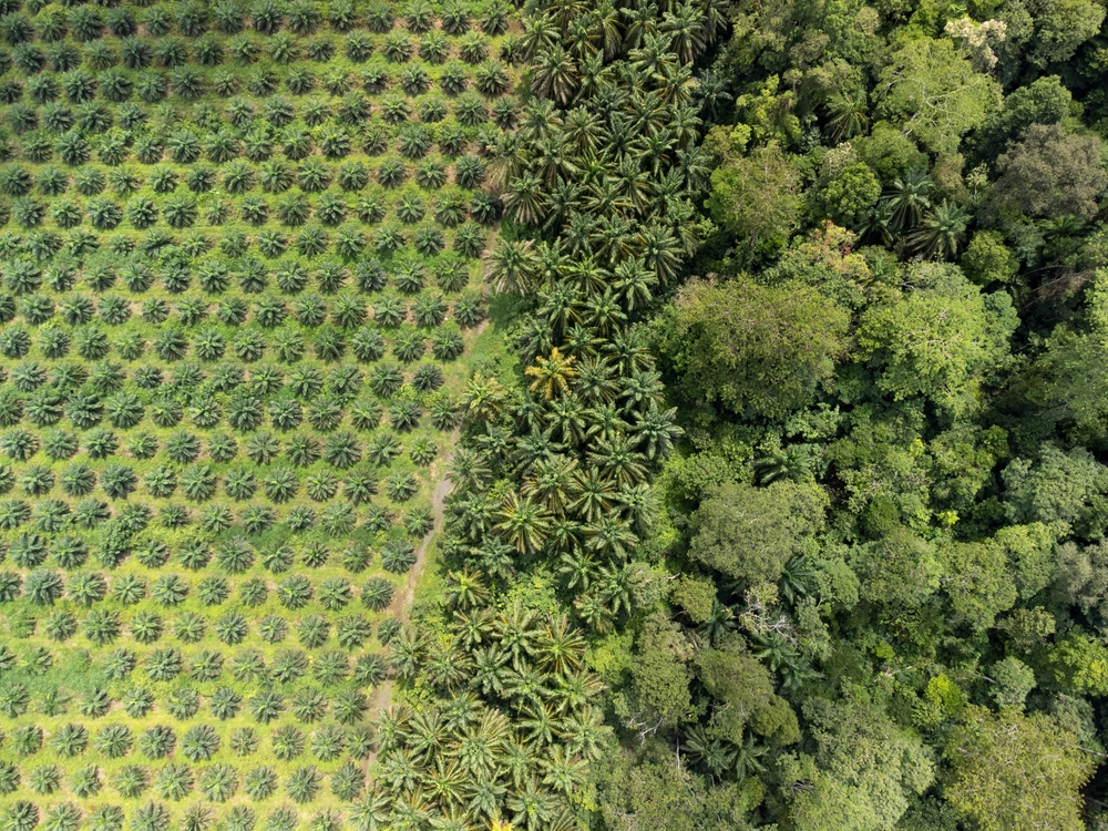 Palmoil,Plantation,Next,To,Pristine,Rainforest