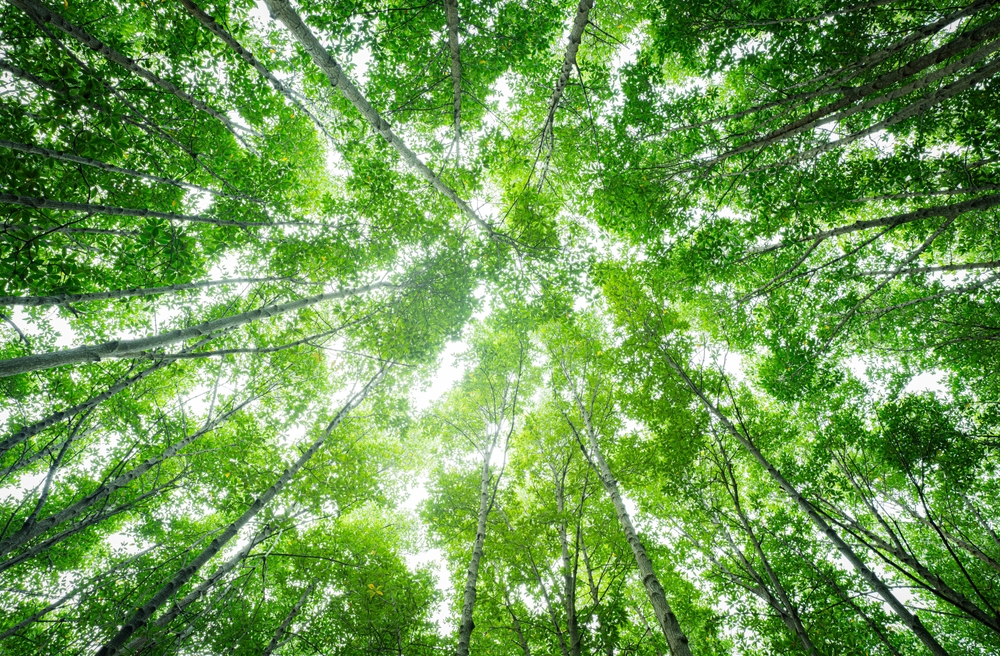 Bottom-up,View,Green,Mangrove,Forest,Canopy.,Natural,Carbon,Sink,Fight