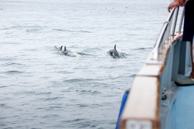 Dauphins : la justice française confirme une interdiction de pêche d’un mois dans le golfe de Gascogne