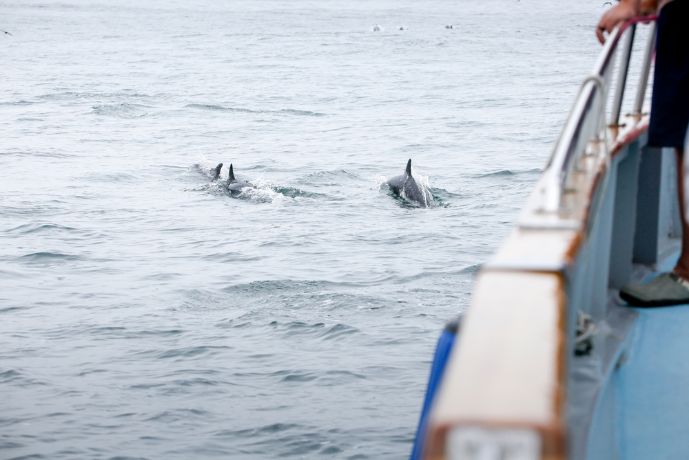 A,View,Of,People,Viewing,Short-beaked,Common,Dolphins,Swimming,With
