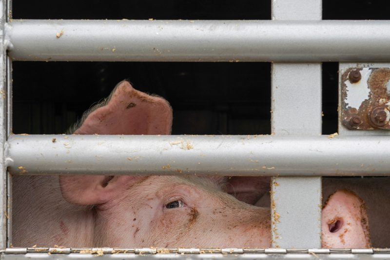 Bien-être animal : la présidence hongroise du Conseil propose un contrôle de la température durant le transport