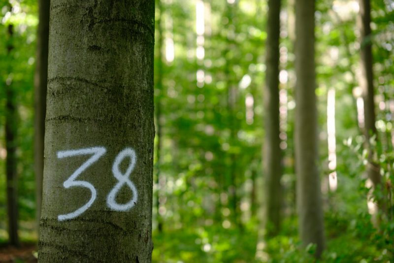 Loi anti-déforestation : les États membres de l’UE contre l’assouplissement du texte