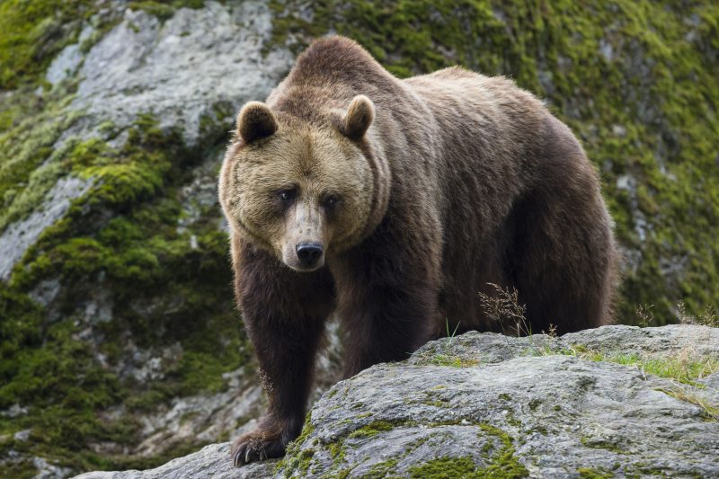 Après les loups, le PPE veut s’attaquer au statut de protection des ours
