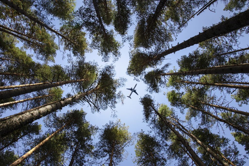 Eco-friendly air transport concept. Bottom view of the pine trees.