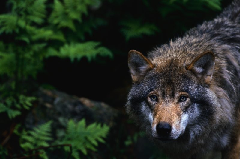La Suède donne son feu vert à l’abattage de 30 loups