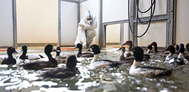 Grippe aviaire : le risque de transmission aux humains augmente