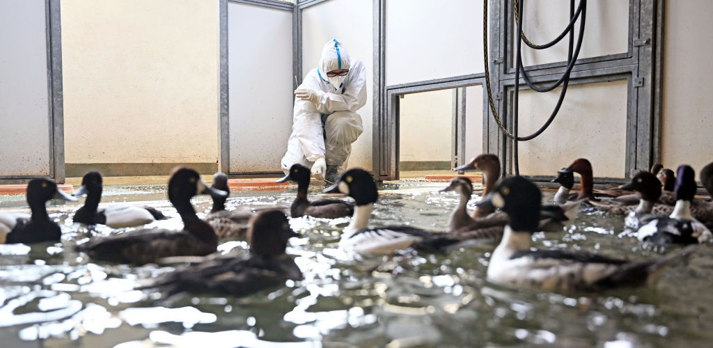 Grippe aviaire : le risque de transmission aux humains augmente