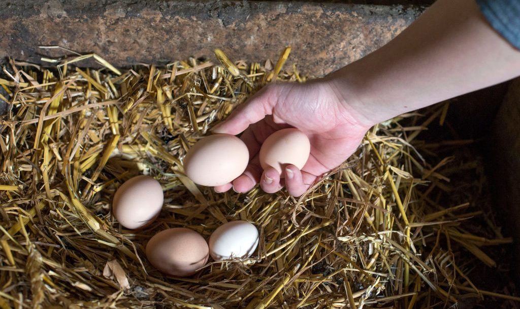 Problemas con los huevos camperos por las PFAS