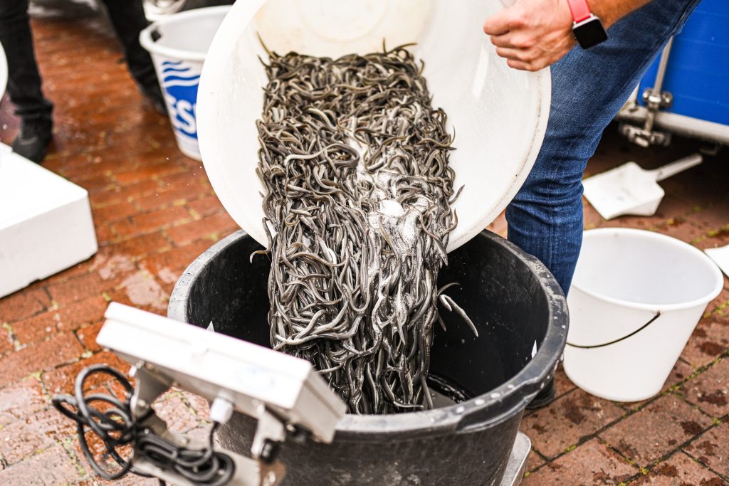 Transhipment and release of juvenile eels