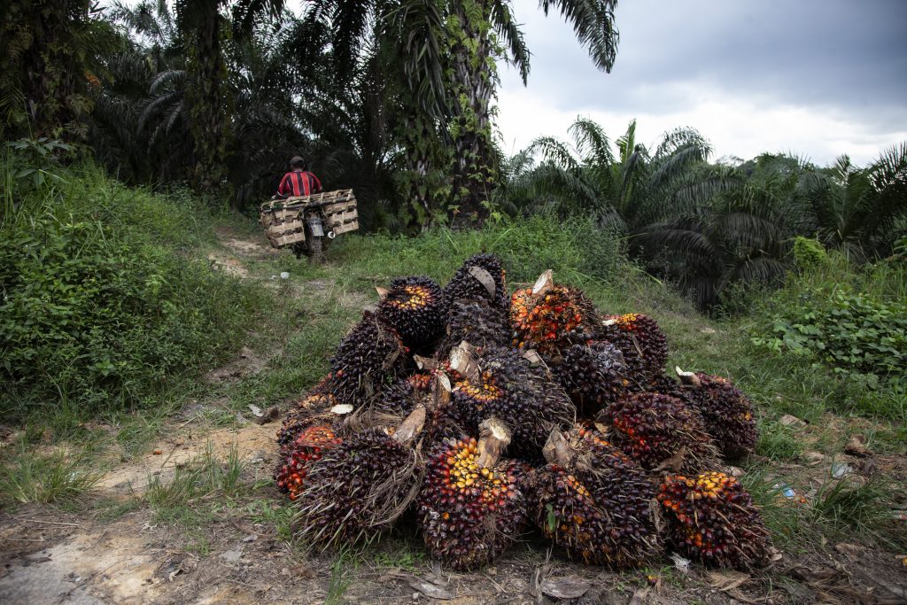 Indonesian Government Plans To Bleaching Oil Palm Plantations In Forest Areas