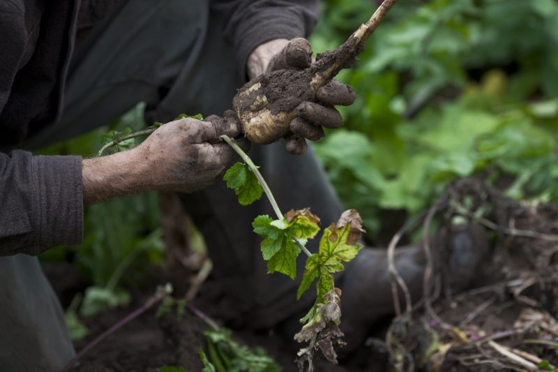 La Commission progresse sur son projet de rémunération des agriculteurs pour le stockage du carbone