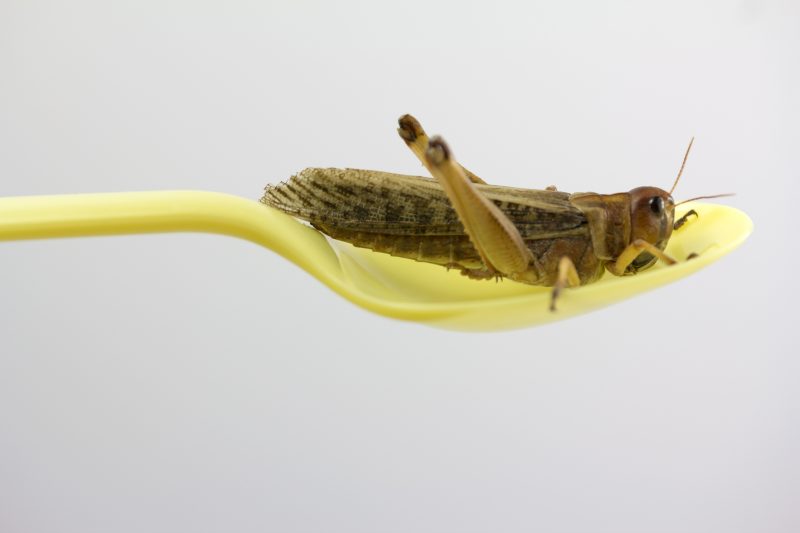 Insectes dans l’alimentation : en Slovaquie et en République tchèque, une croisade contre une menace inexistante