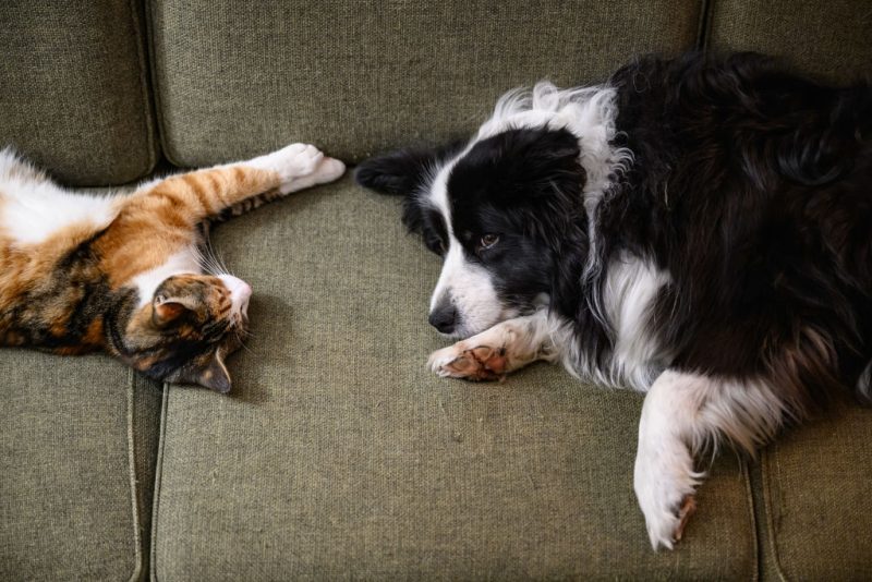 Les eurodéputés se penchent sur le bien-être des chats et des chiens