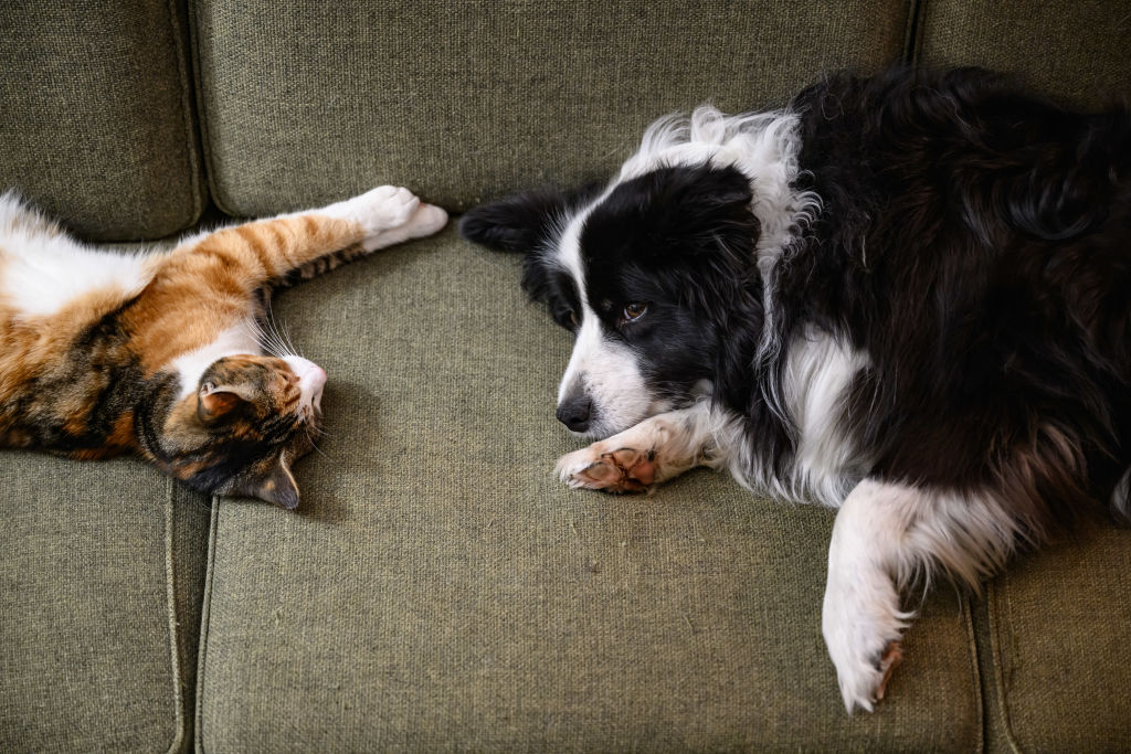 Les eurodéputés se penchent sur le bien-être des chats et des chiens