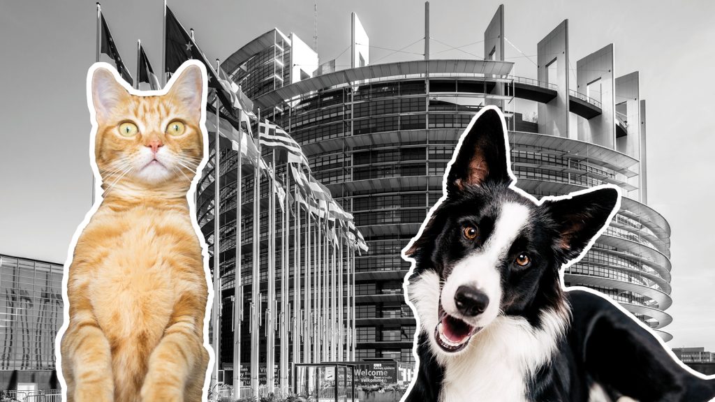 cats-and-dogs-parliament