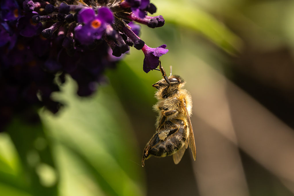 La Belgique touchée par un déclin de ses populations d&rsquo;abeilles, tout comme le reste de l&rsquo;UE