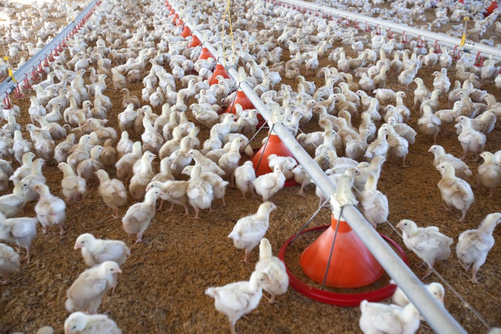 Le géant ukrainien du poulet MHP rachète un grand producteur espagnol de volaille et de porc