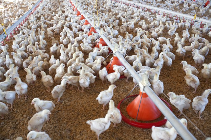 Le géant ukrainien du poulet MHP rachète un grand producteur espagnol de volaille et de porc