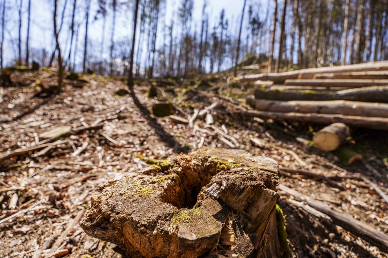 Déforestation : la Commission actualise ses lignes directrices