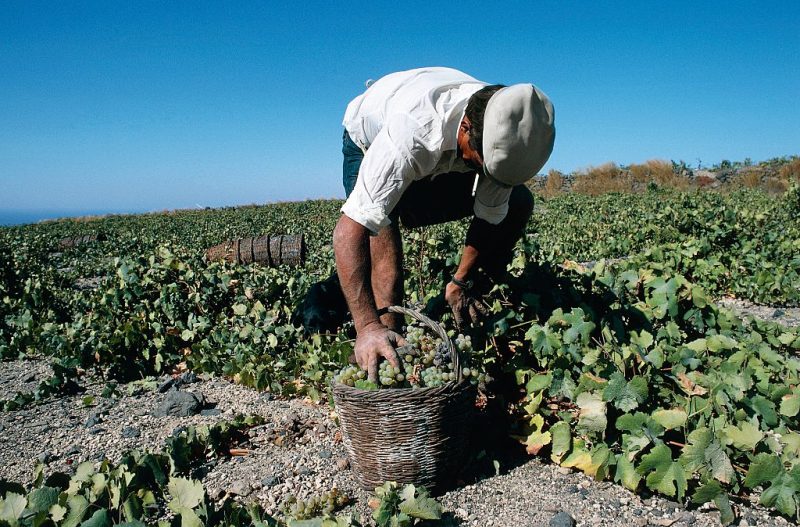Grèce : la fraude aux aides européennes sème le chaos parmi les agriculteurs