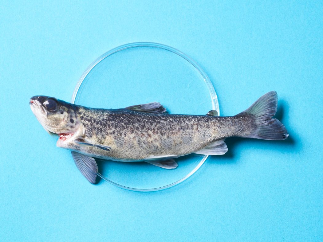Après la viande de laboratoire, place au poisson de synthèse