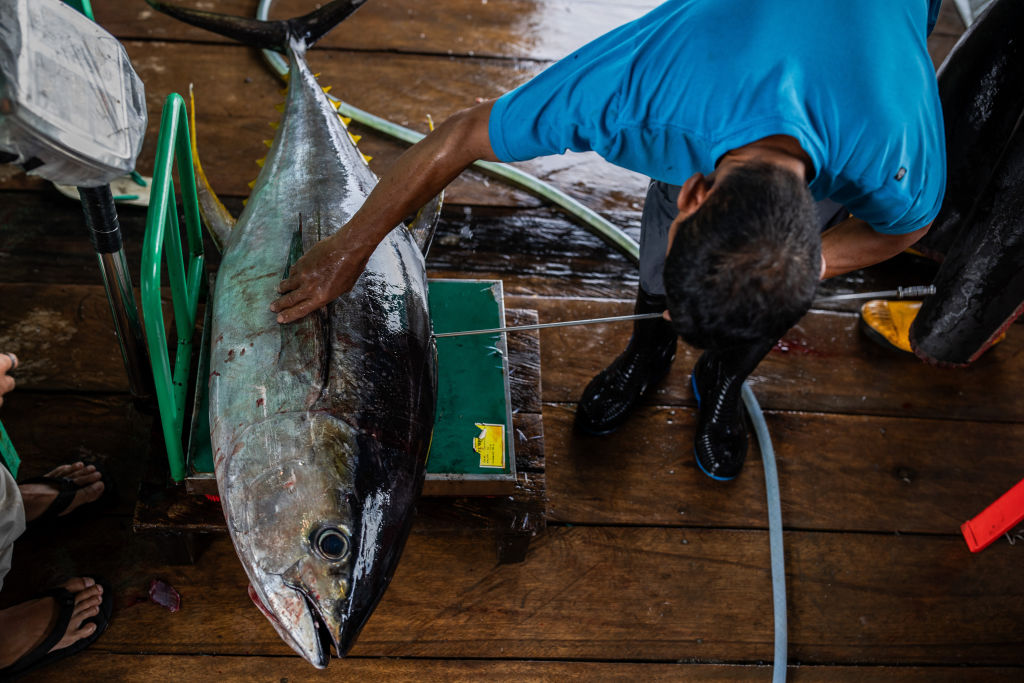 Indonesian Yellowfin Tuna captures global attention