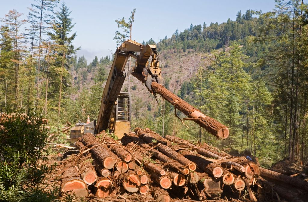 Règlement anti-déforestation : des associations américaines exhortent Bruxelles à ne pas céder aux pressions de Washington