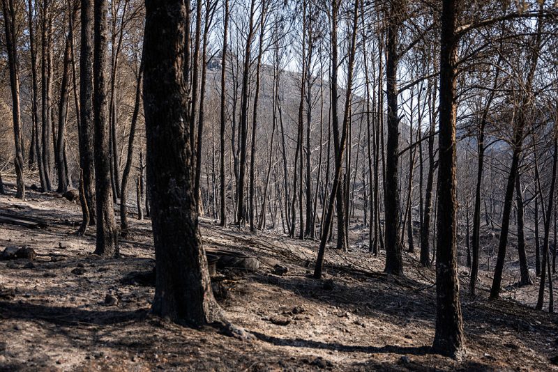 Le Parlement européen rejette le projet de loi sur la surveillance des forêts