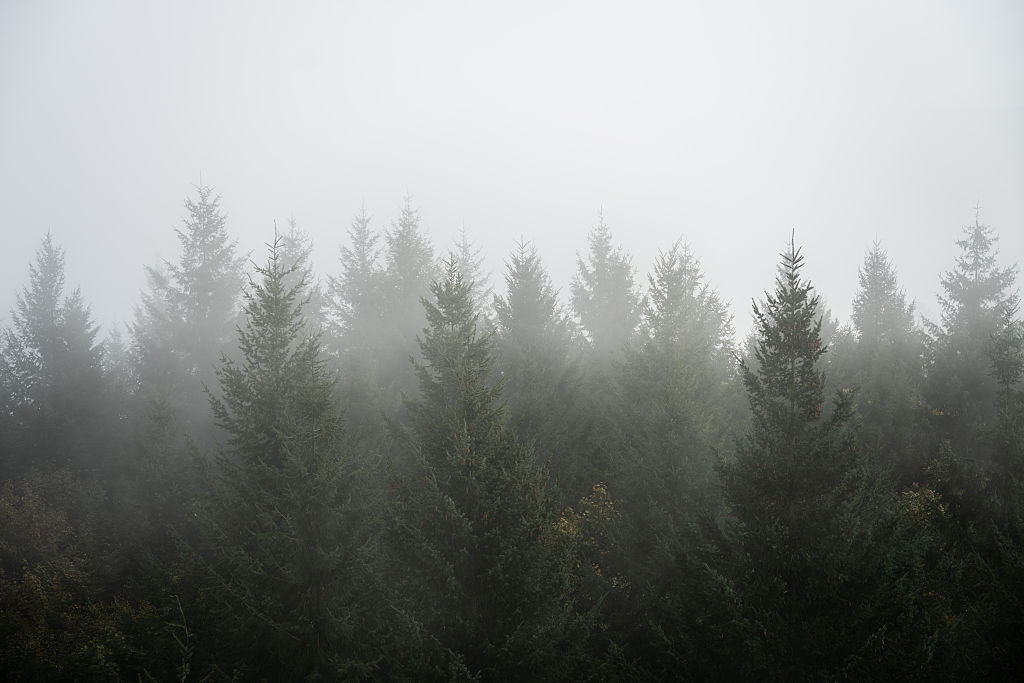 Le PPE et l’extrême droite unis pour torpiller le projet de loi européenne de surveillance des forêts