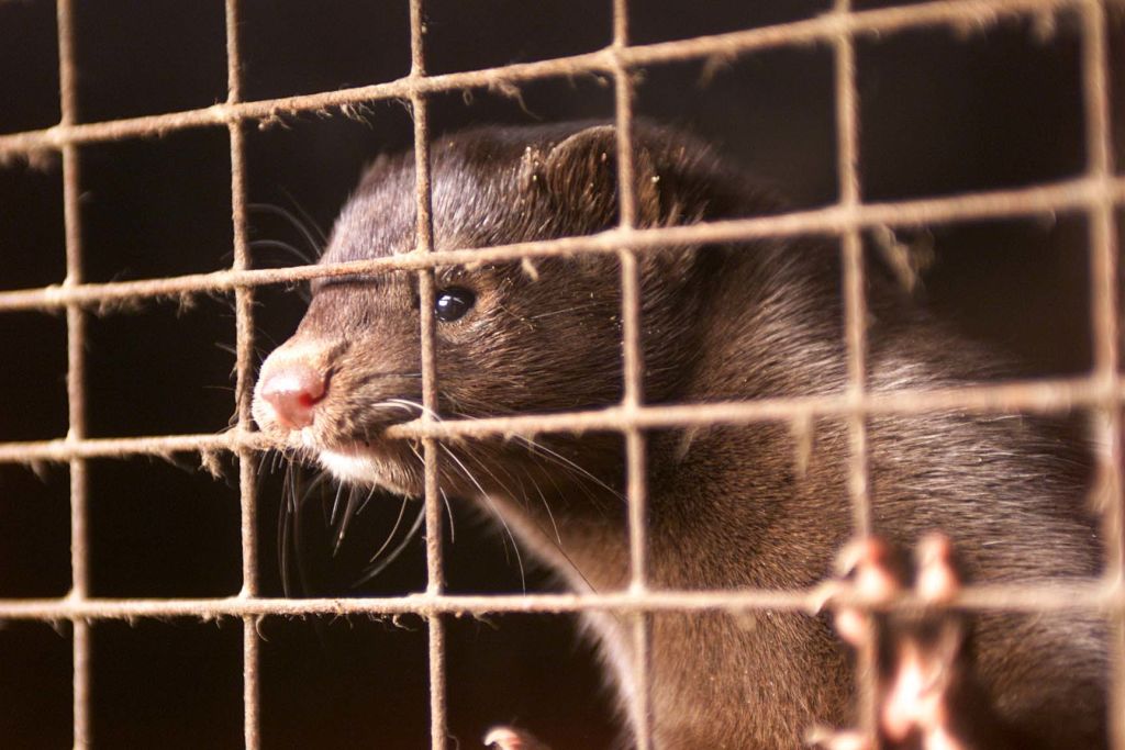 L’interdiction de l’élevage d’animaux à fourrure gagne du terrain au Parlement européen, mais le secteur se sent laissé pour compte