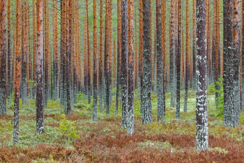 Les États membres dans l’impasse sur les modifications des règles anti-déforestation