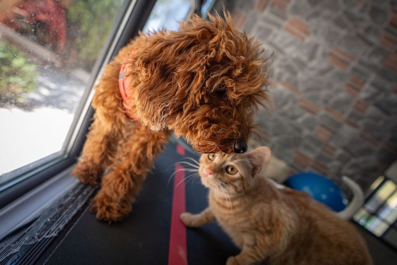 La micropuce bientôt obligatoire pour tous les chiens et chats de l'UE 
