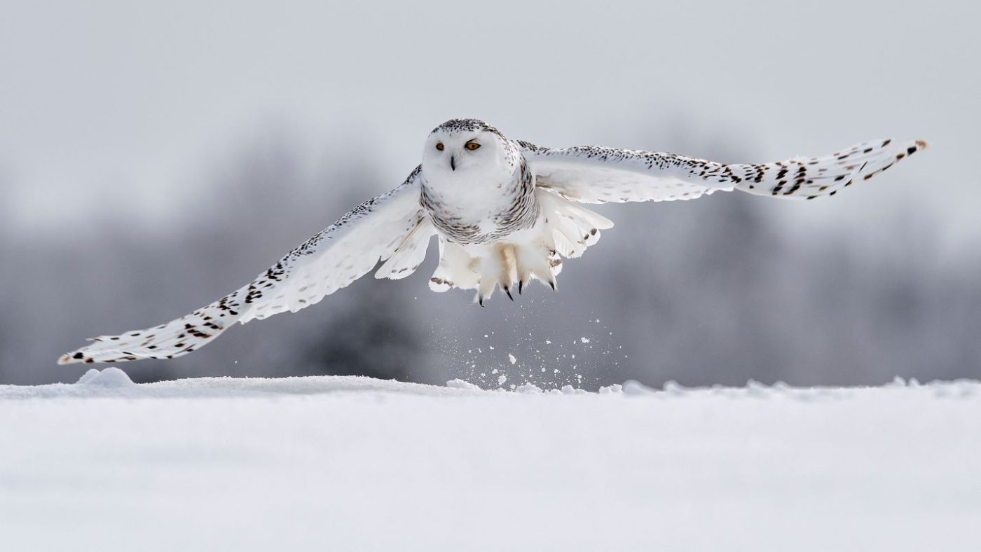 La Suède déclare l&rsquo;extinction du harfang des neiges, un oiseau rapace